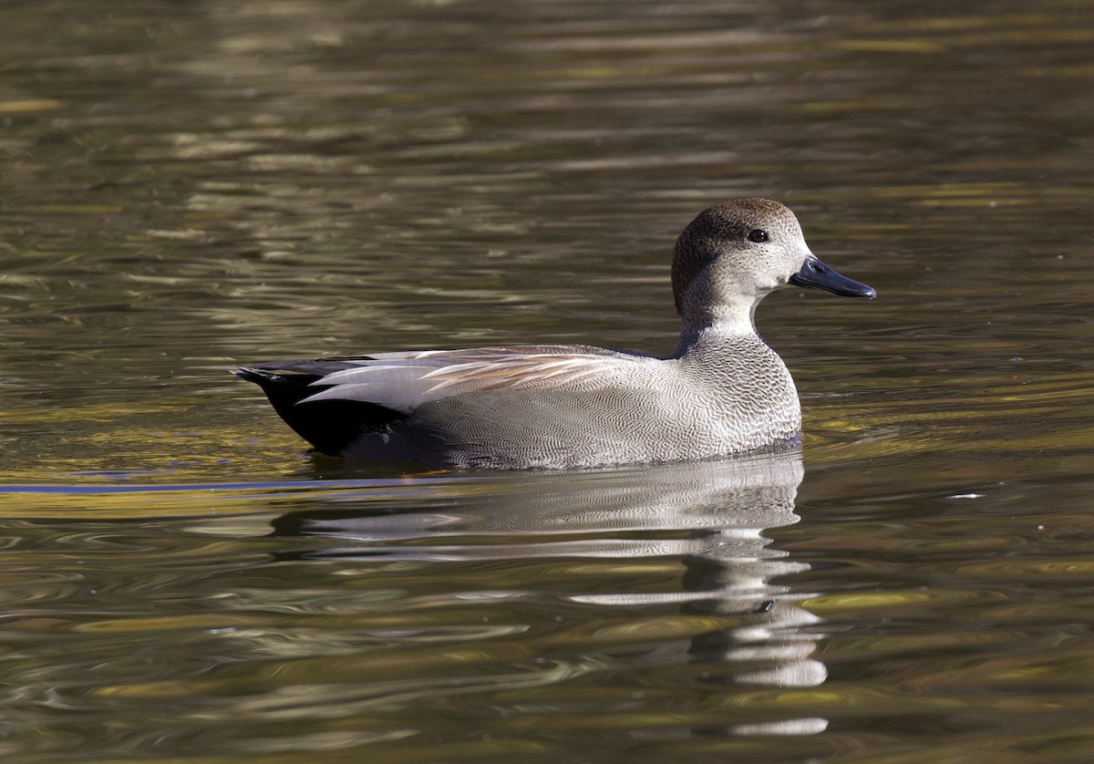 Boz Ördek - ML646021350