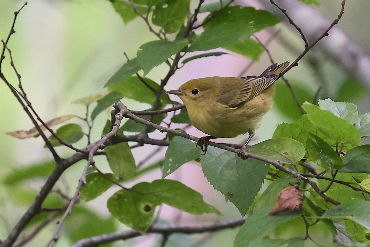 Sarı Ötleğen - ML646021351