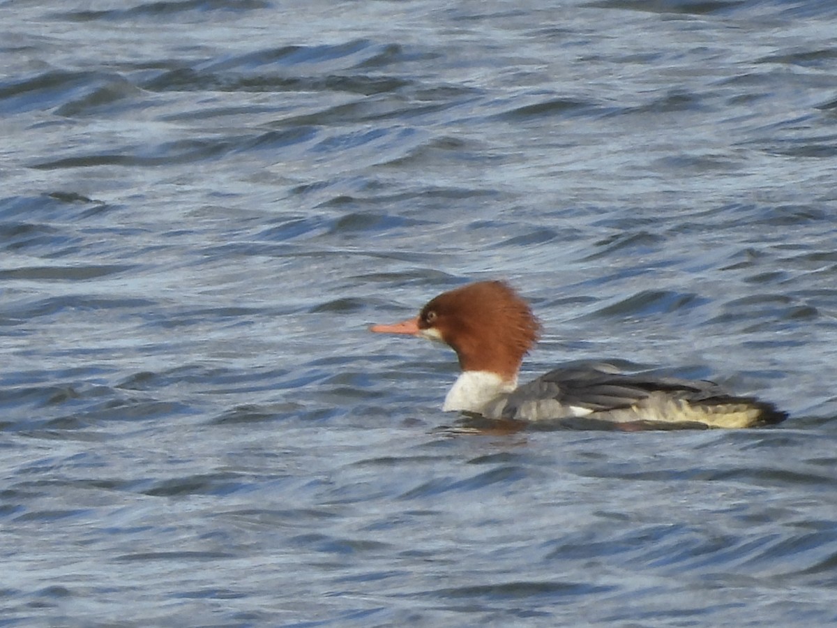 Büyük Tarakdiş - ML646021352