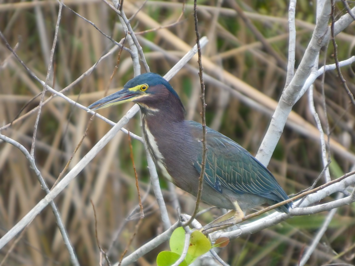 Yeşil Balıkçıl - ML646021353