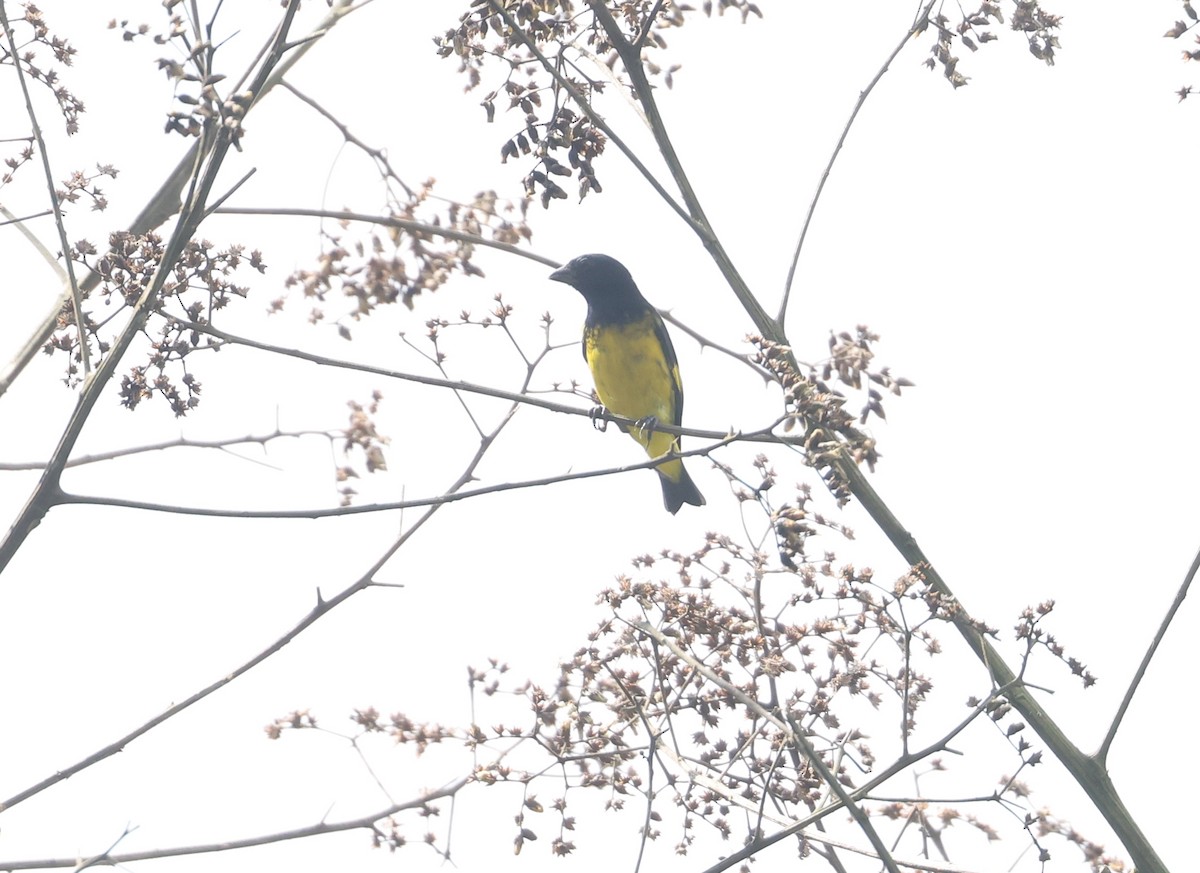 Sarı Karınlı Kara İskete - ML646021354