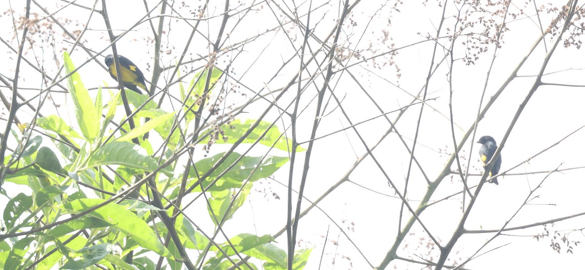 Sarı Karınlı Kara İskete - ML646021355