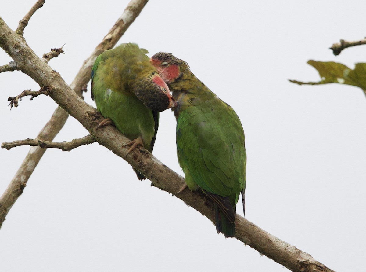 Gül Yanaklı Papağan - ML646021356