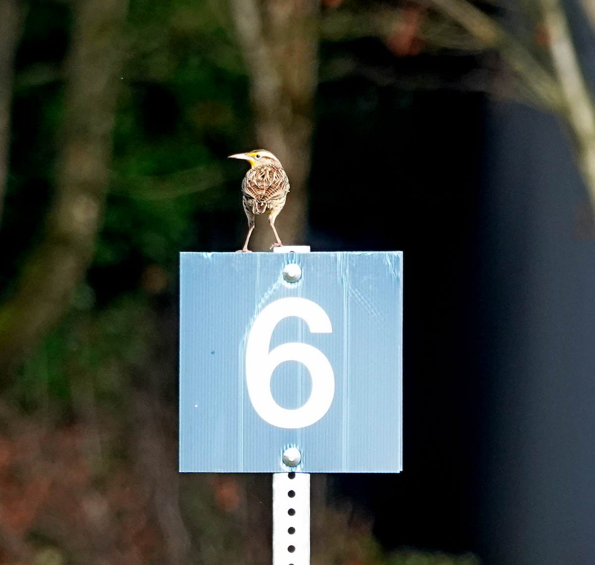 Batılı Tarlasığırcığı - ML646021357