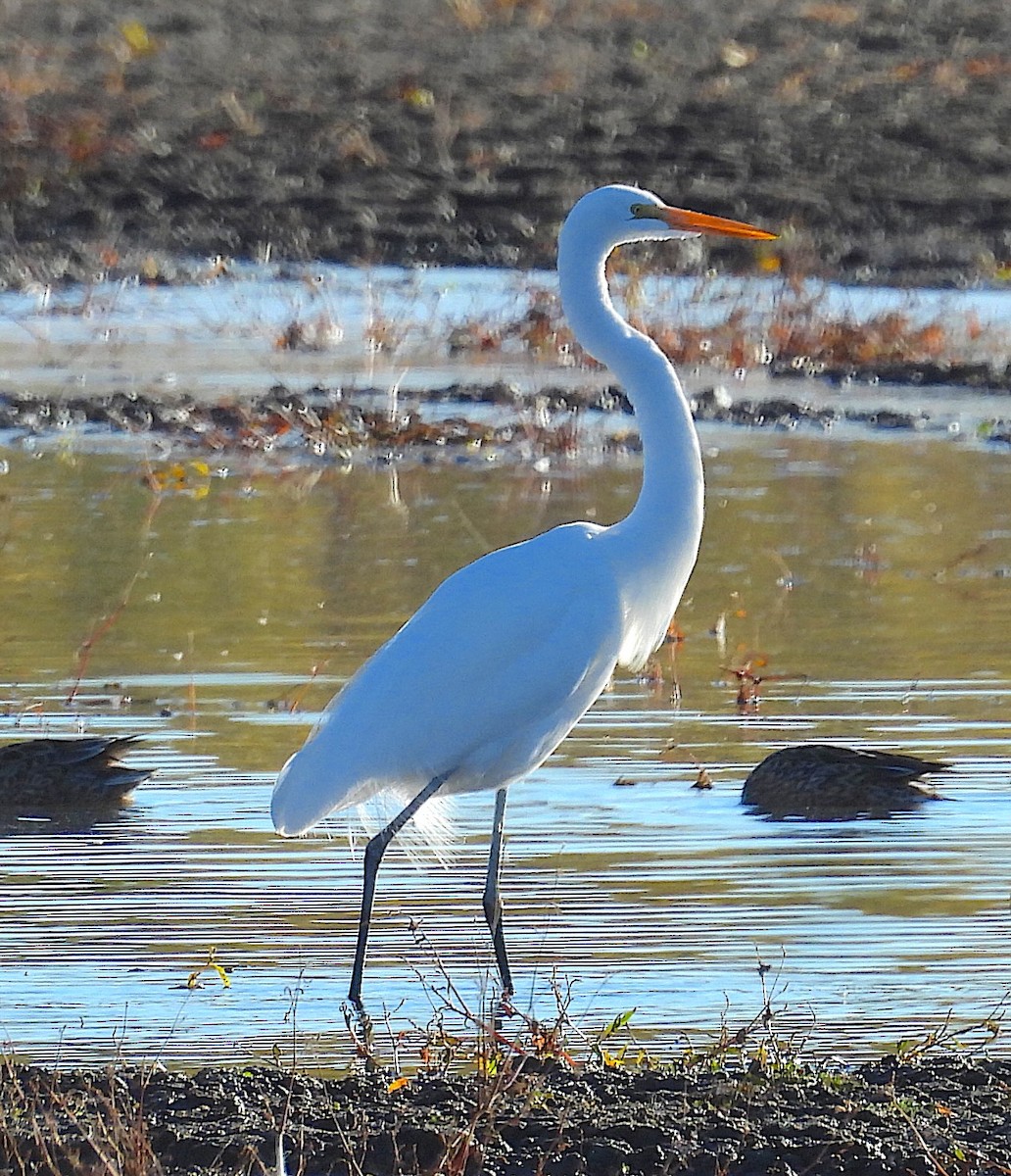 Büyük Ak Balıkçıl - ML646021358