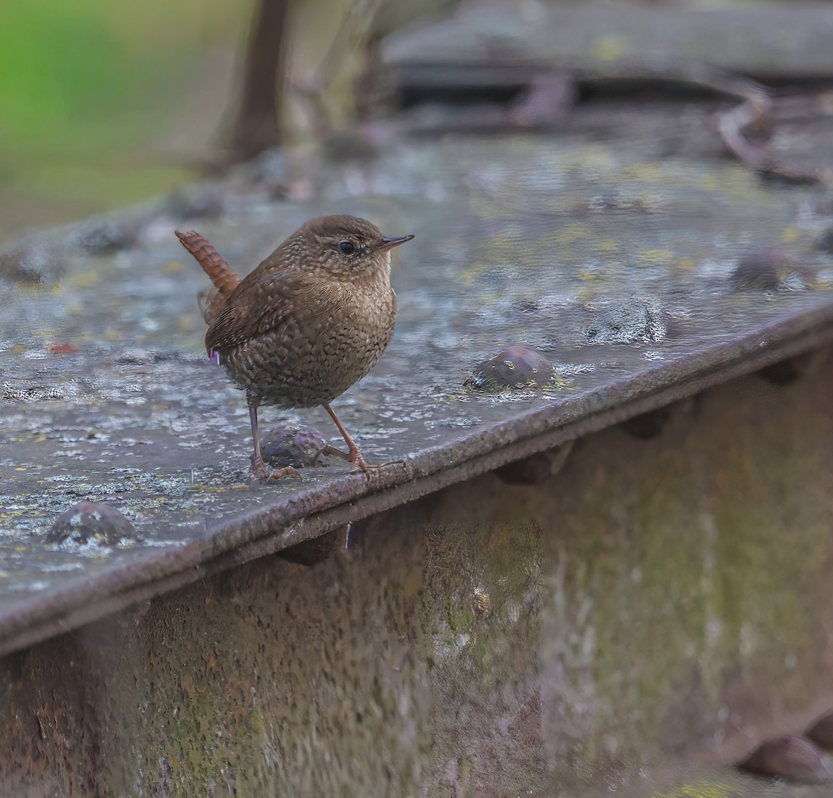 Orman Çıtkuşu - ML646021359