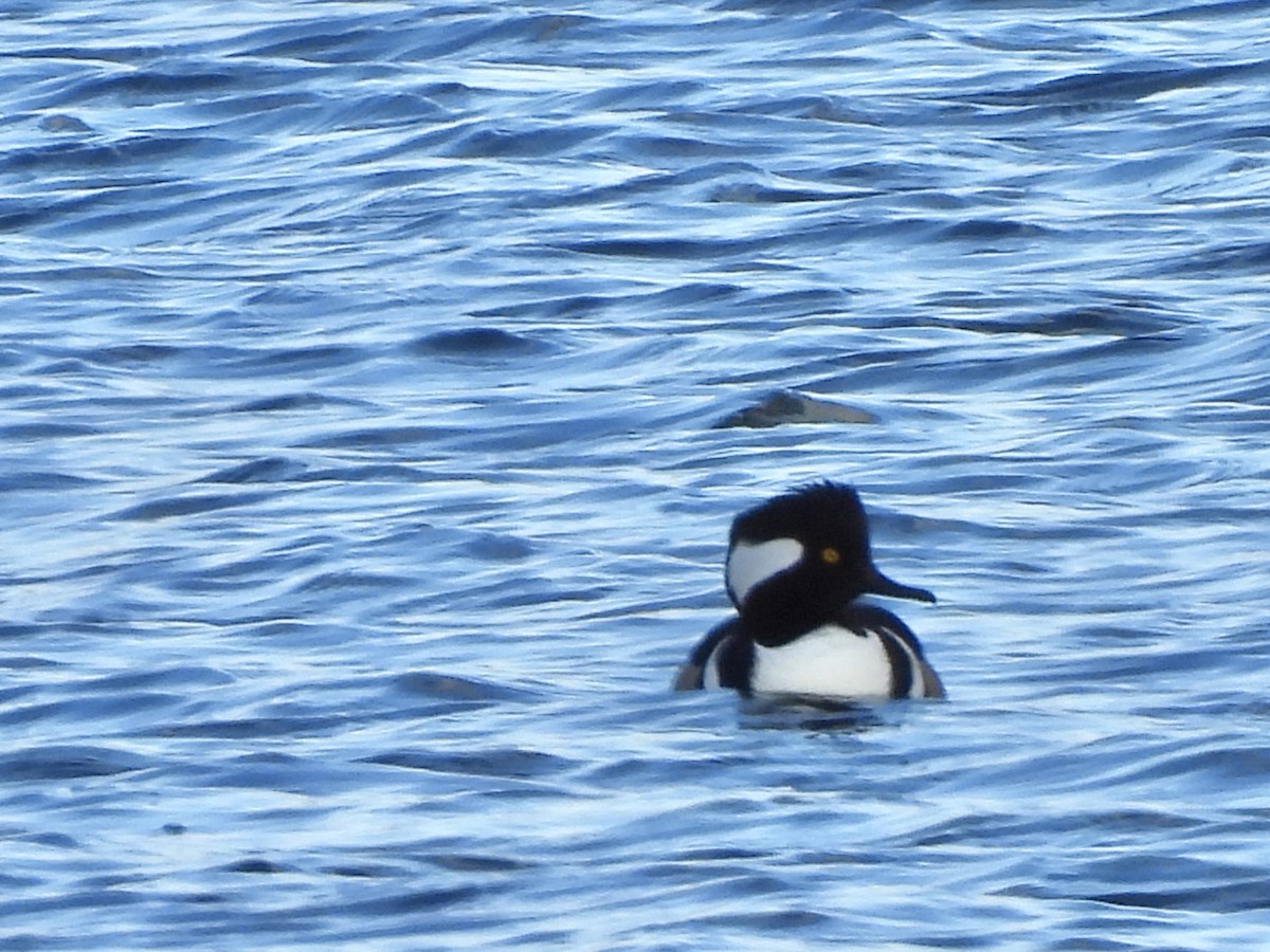 Başlıklı Tarakdiş - ML646021360