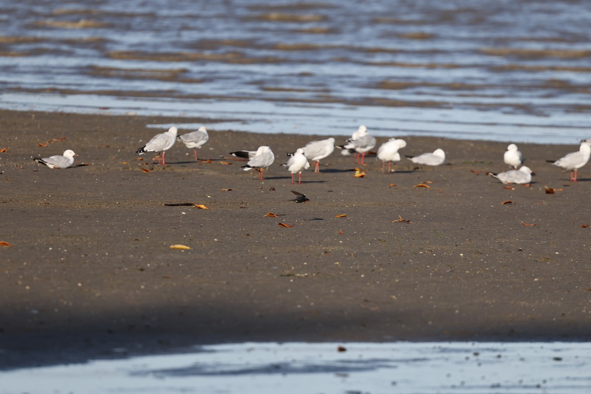 Avustralya Martısı - ML646021361