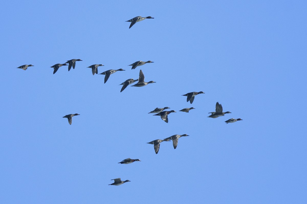 Kılkuyruk - ML646021362