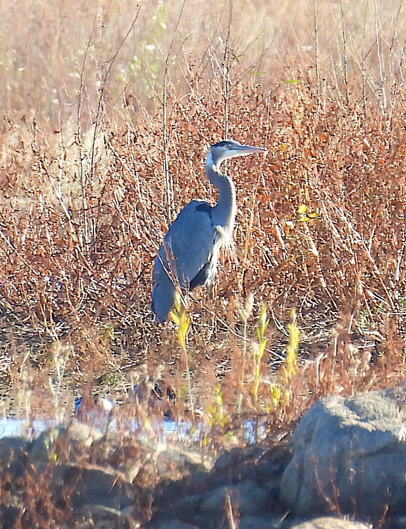 Amerika Gri Balıkçılı - ML646021365