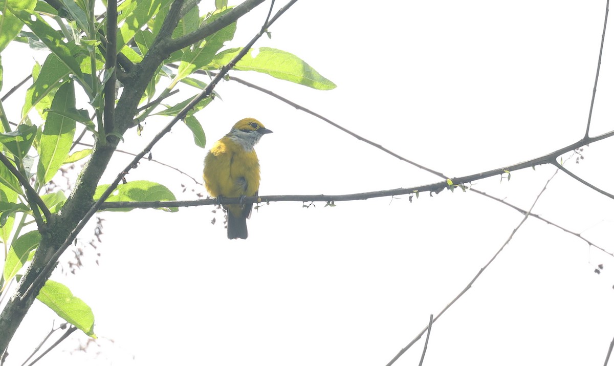 Gümüş Boyunlu Tangara - ML646021367