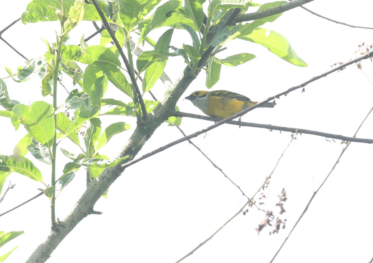 Gümüş Boyunlu Tangara - ML646021368