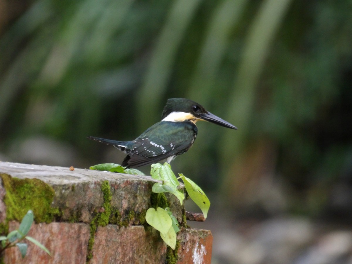 Yeşil Yalıçapkını - ML646021369