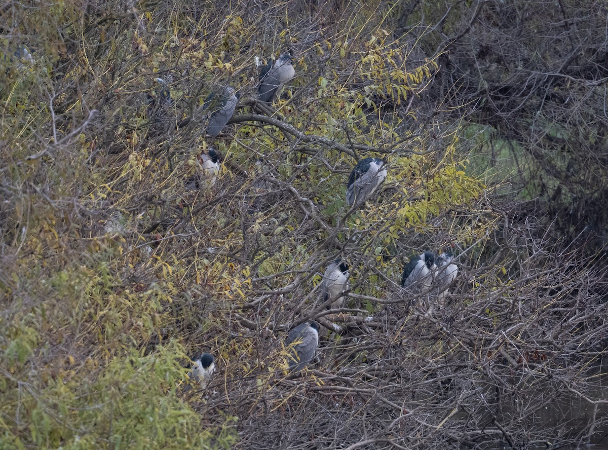 ゴイサギ - ML646021373