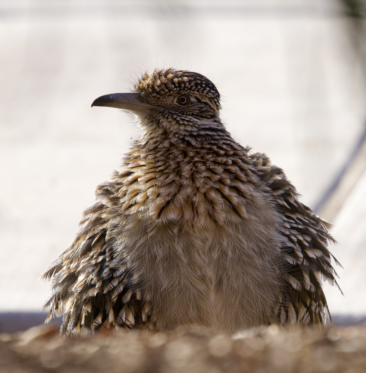 Greater Roadrunner - ML646021374