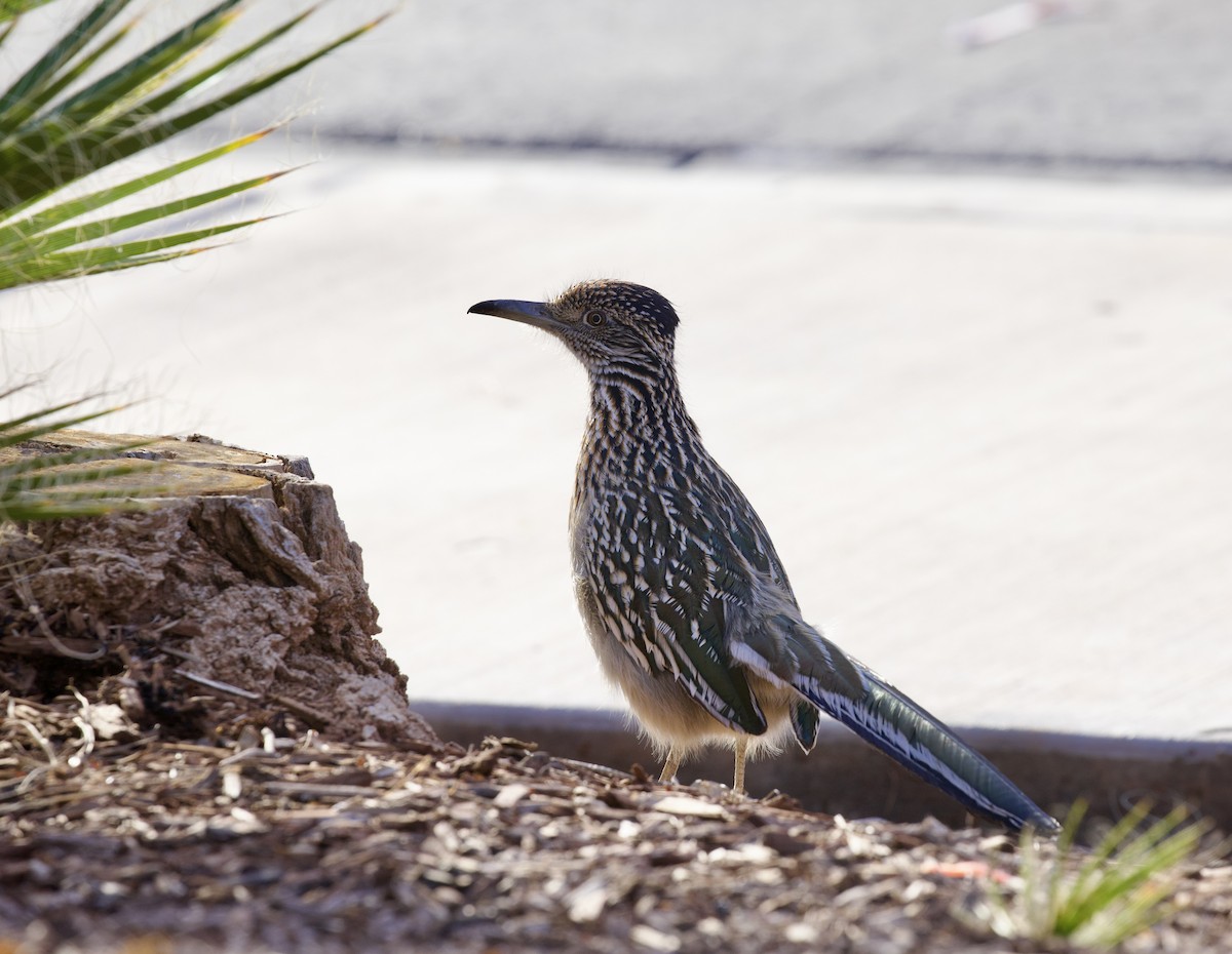 Greater Roadrunner - ML646021375