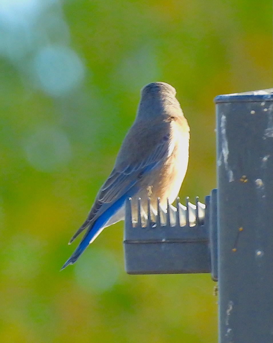 Western Bluebird - ML646021377