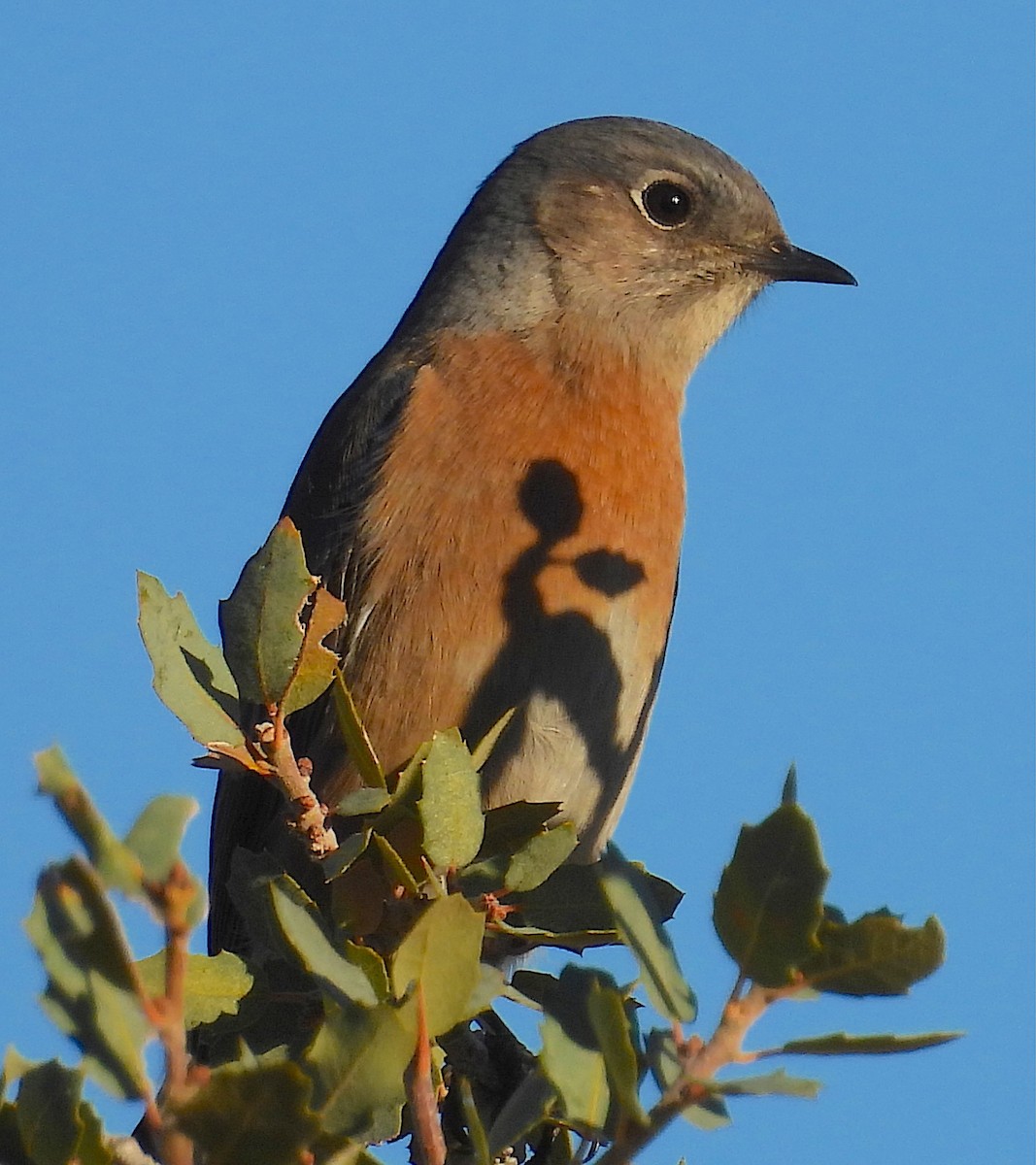 Western Bluebird - ML646021378