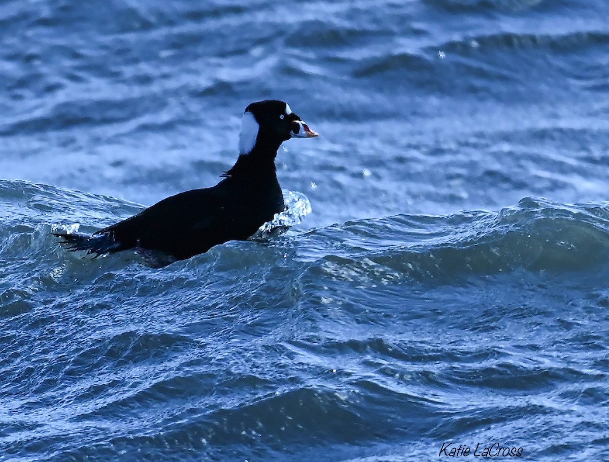 Surf Scoter - ML646021379