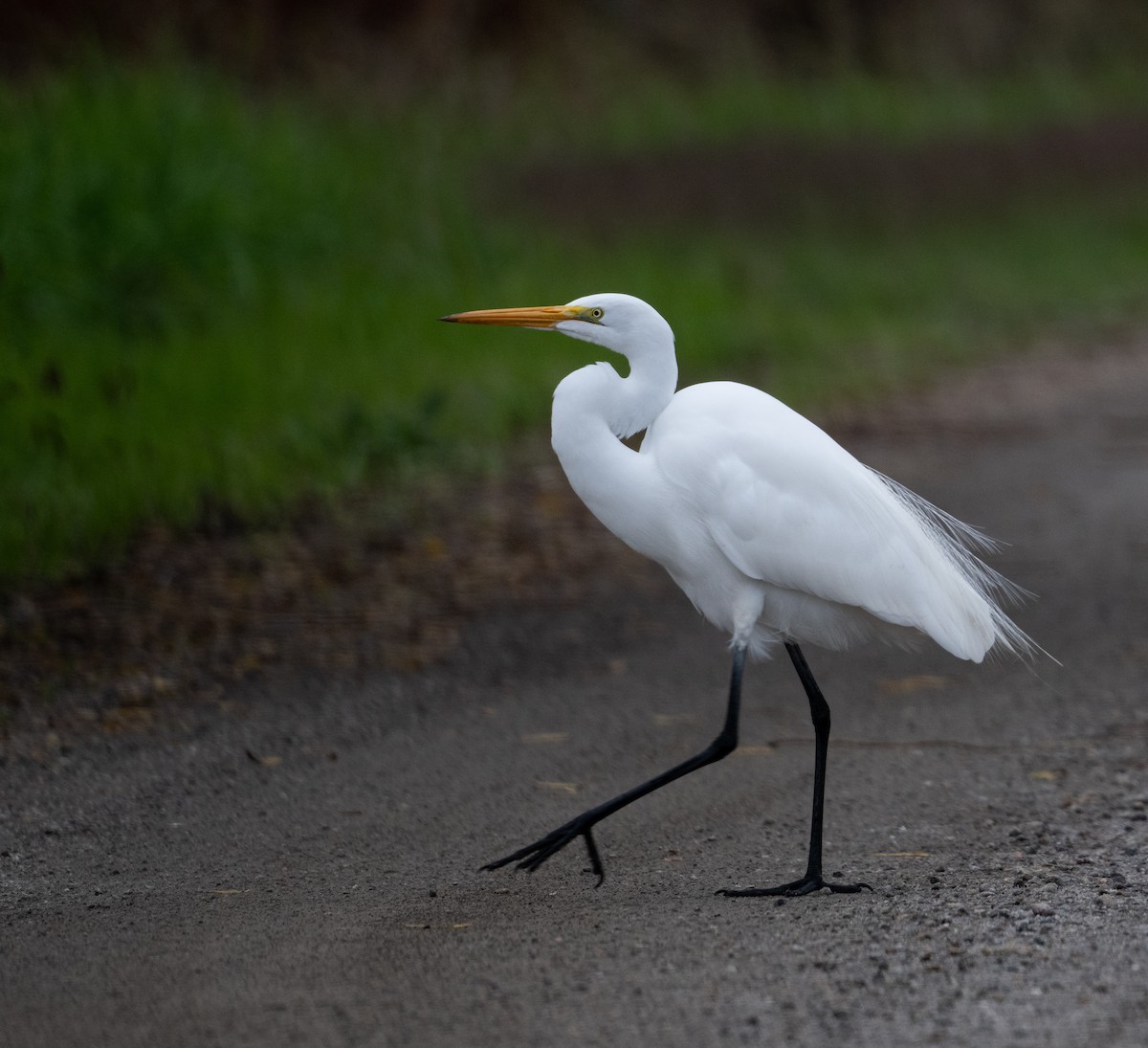 ダイサギ - ML646021387