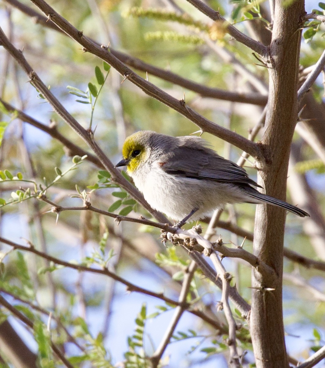 Verdin - ML646021388