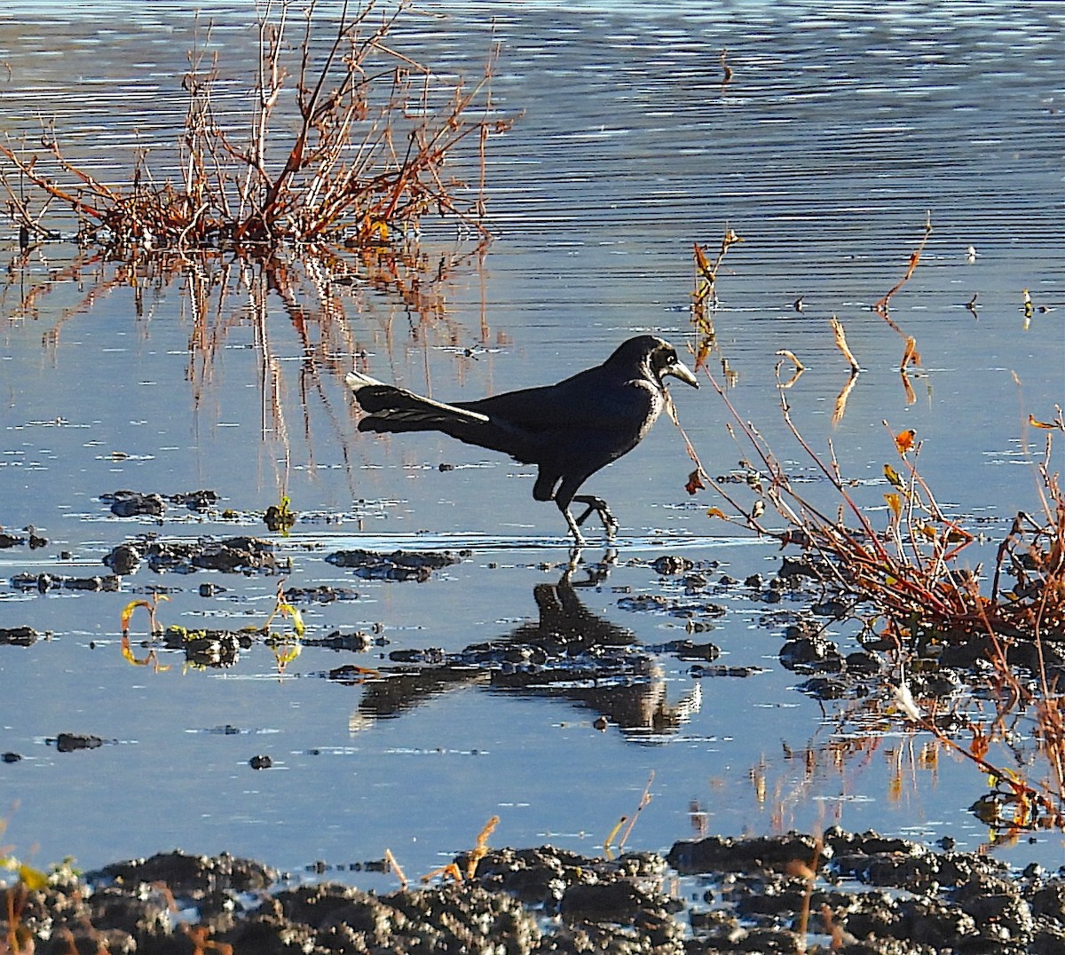 Great-tailed Grackle - ML646021389
