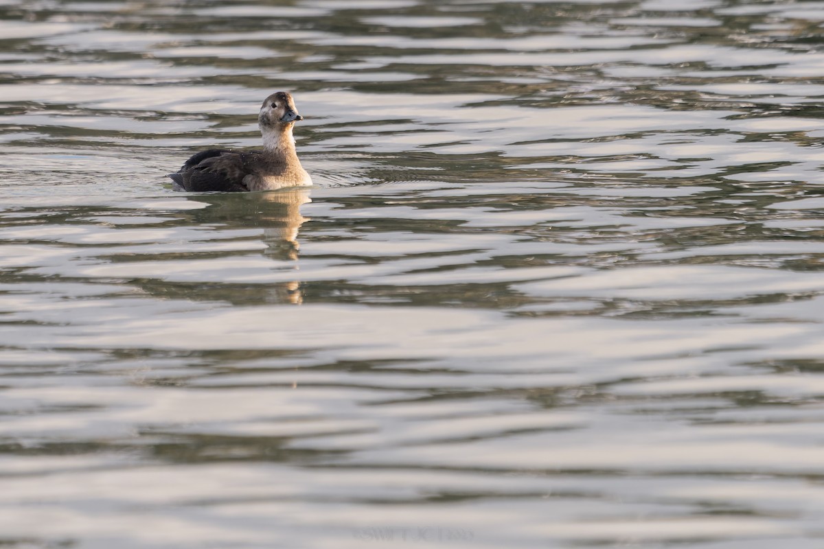 Izotz-ahatea - ML646021390