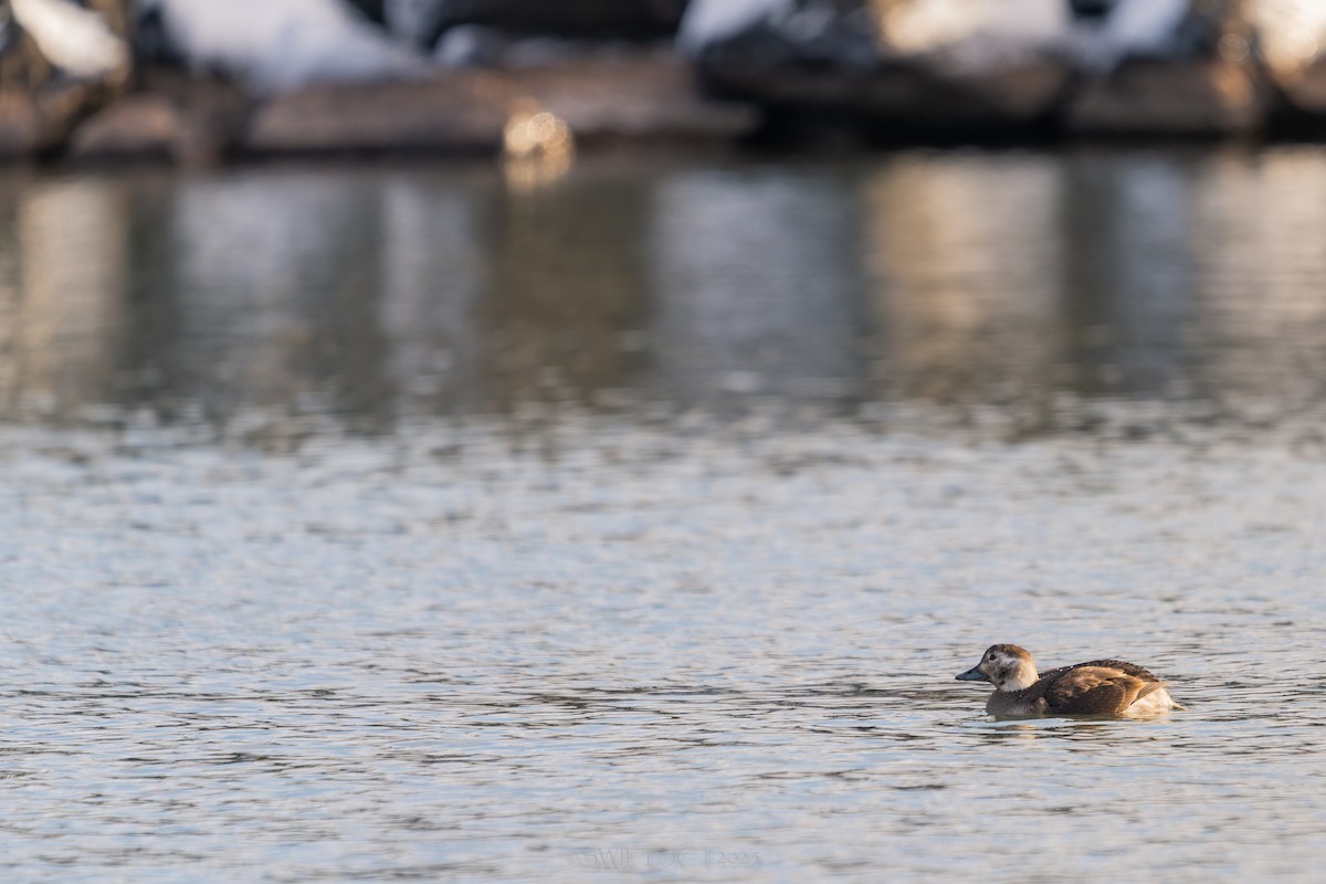 Izotz-ahatea - ML646021392