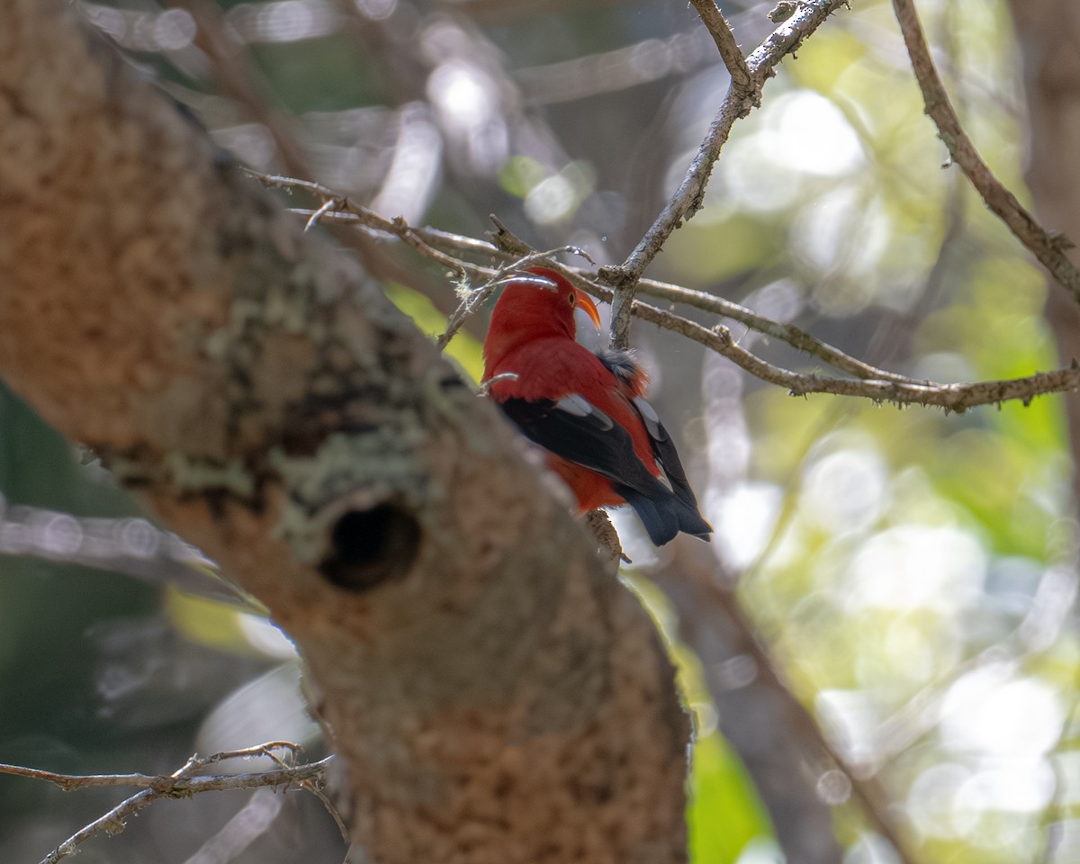 šatovník šarlatový - ML646021396