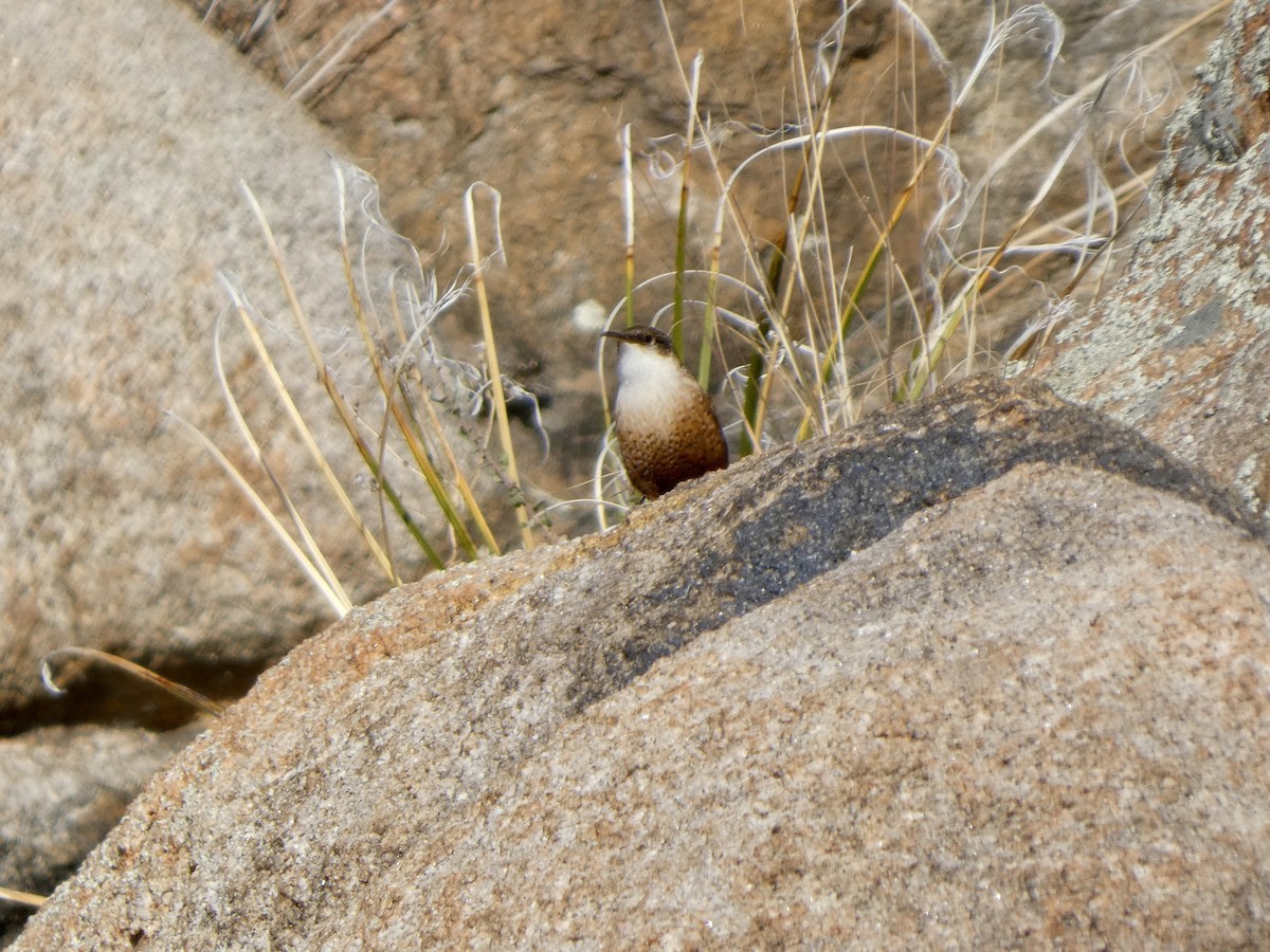 Canyon Wren - ML646021400