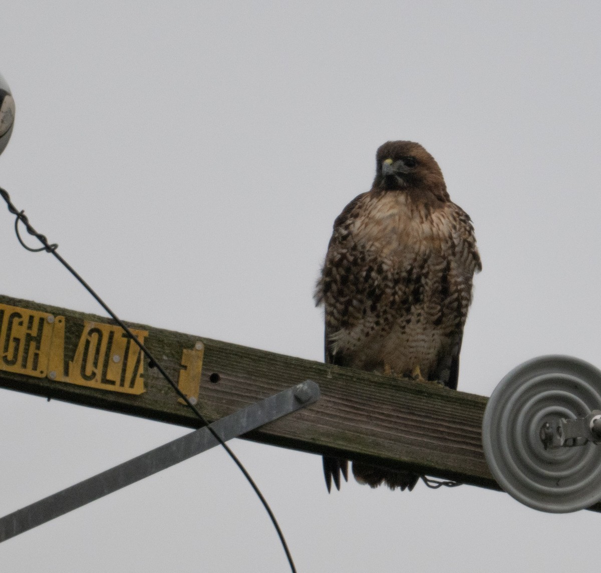 Краснохвостый канюк - ML646021401