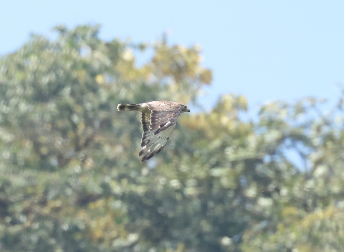 Broad-winged Hawk - ML646021404