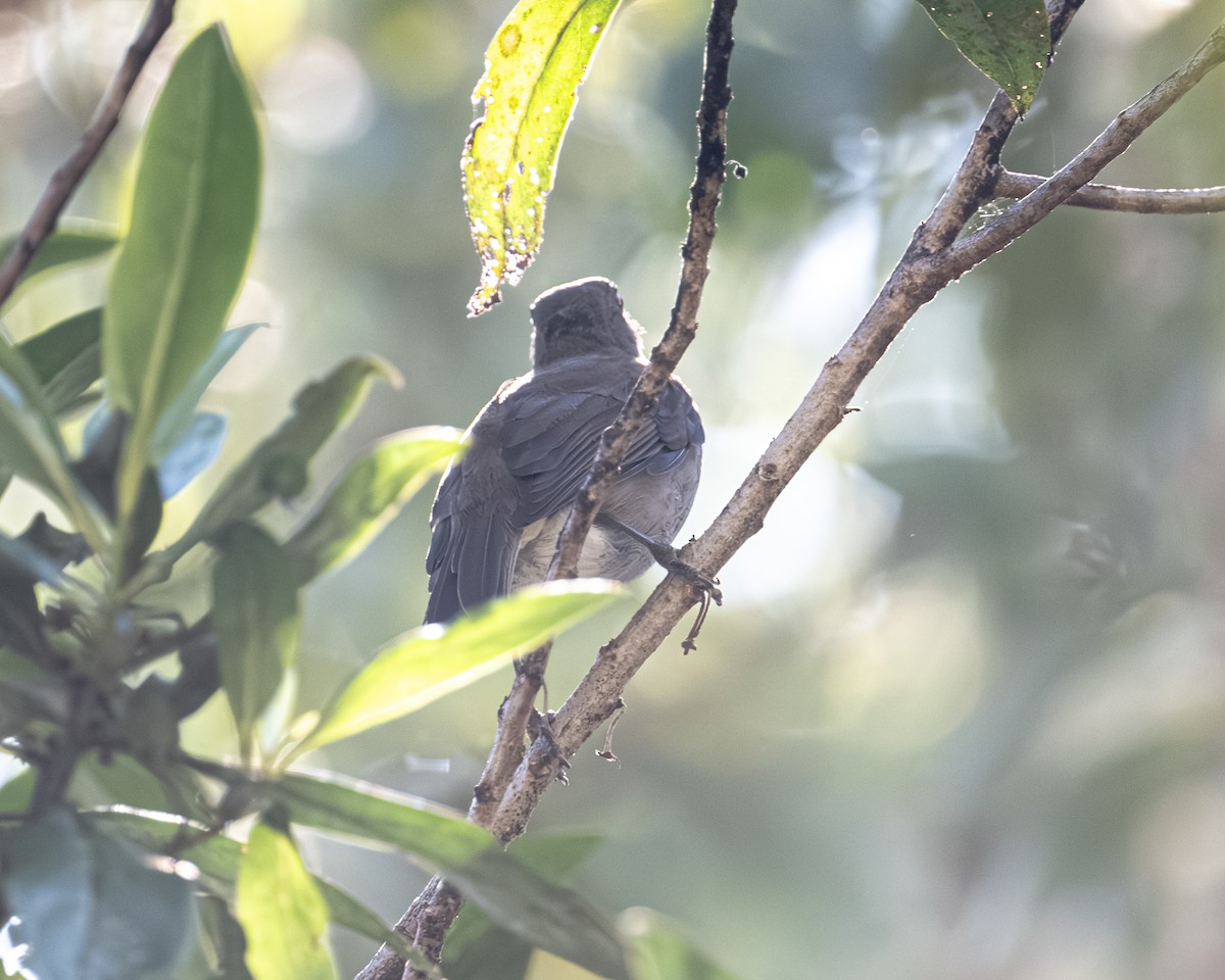 lesňák havajský - ML646021406