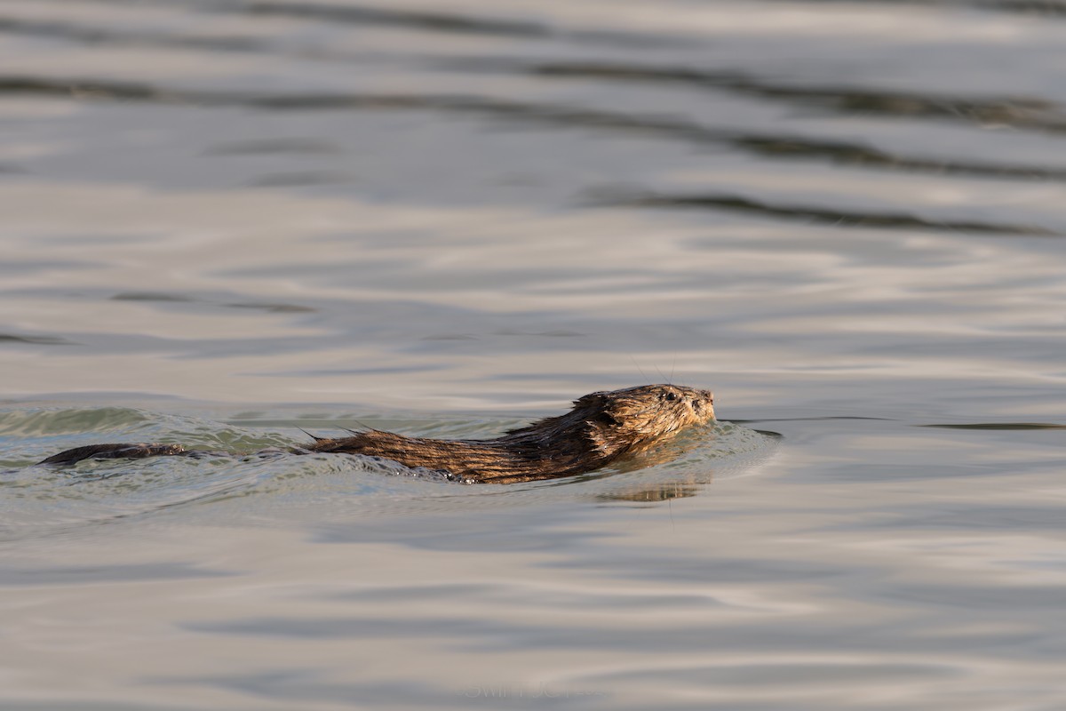 Eastern Muskrat - ML646021407