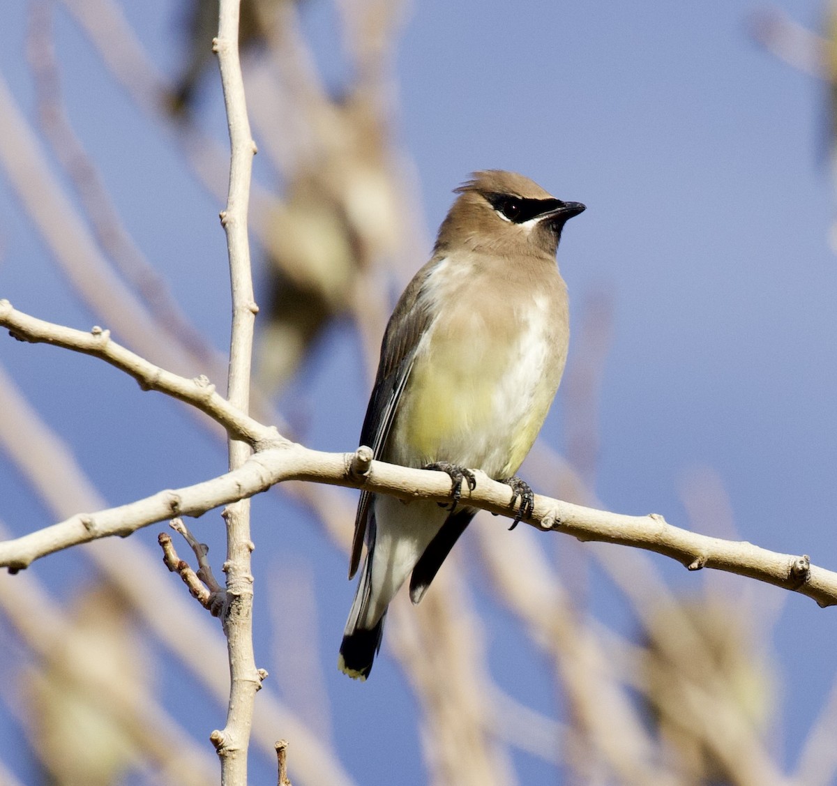 Cedar Waxwing - ML646021409