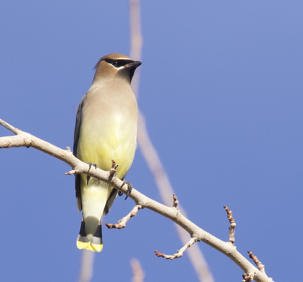 Cedar Waxwing - ML646021410