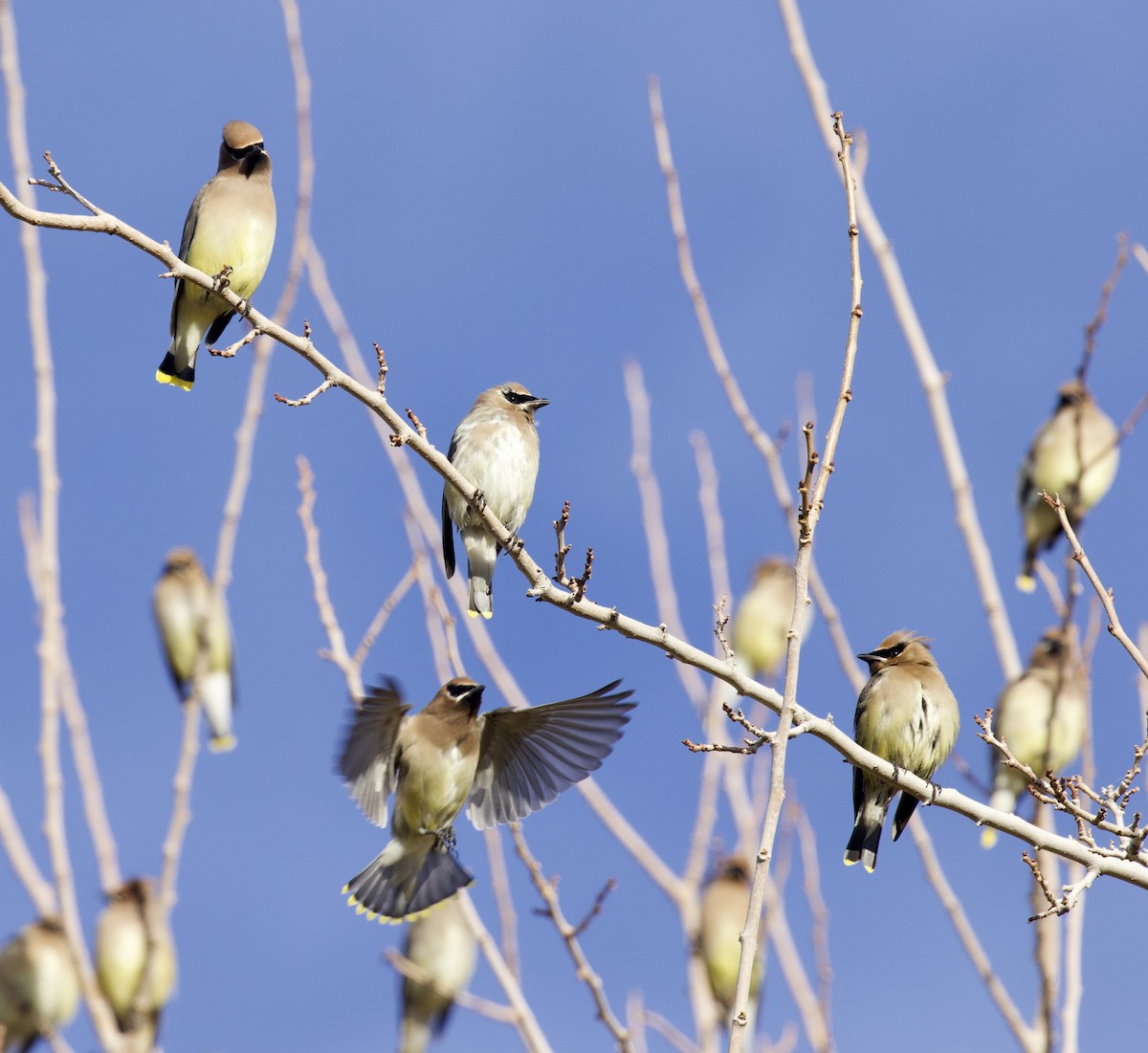 Cedar Waxwing - ML646021411