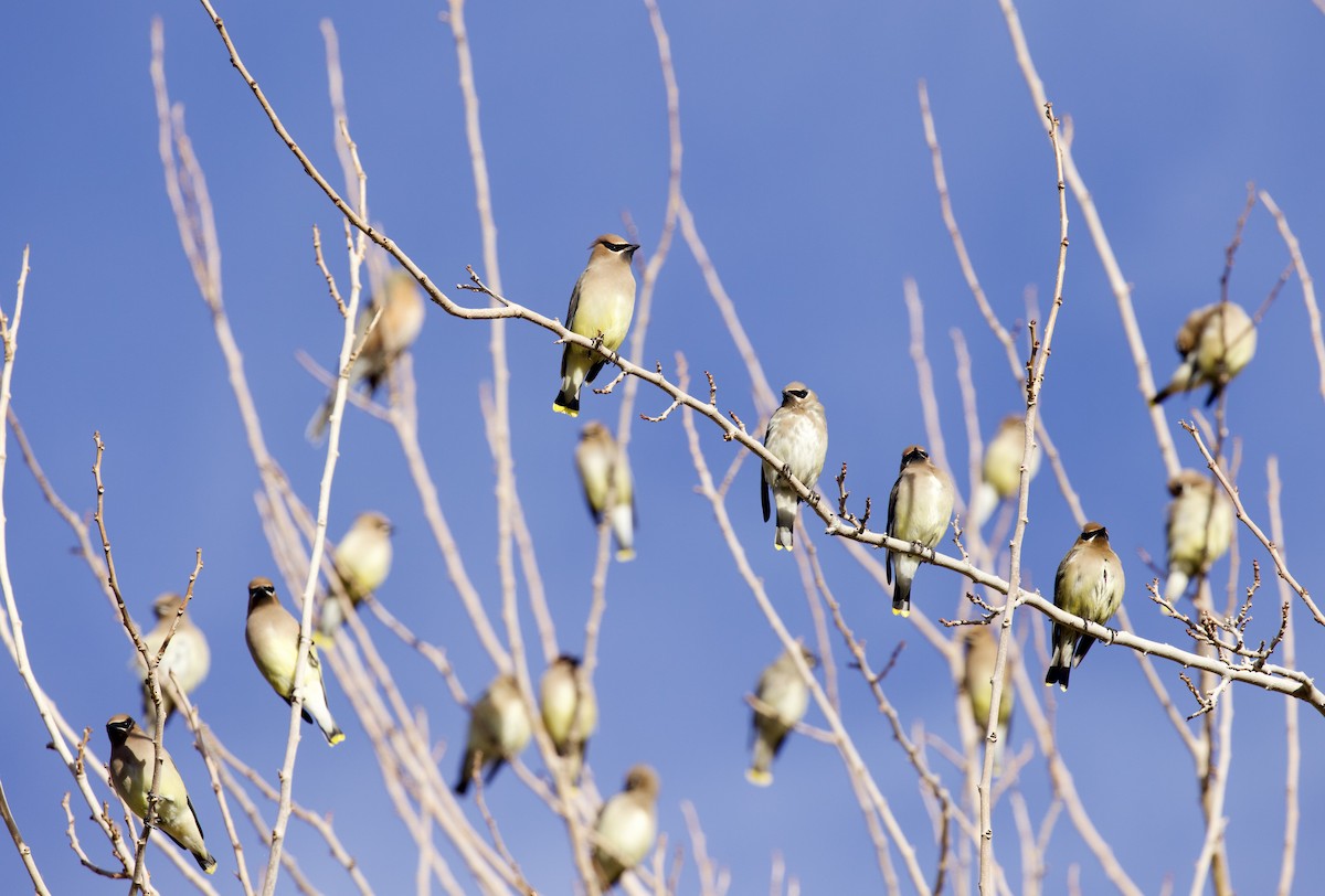 Cedar Waxwing - ML646021412