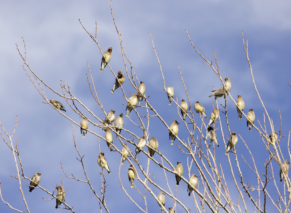Cedar Waxwing - ML646021413