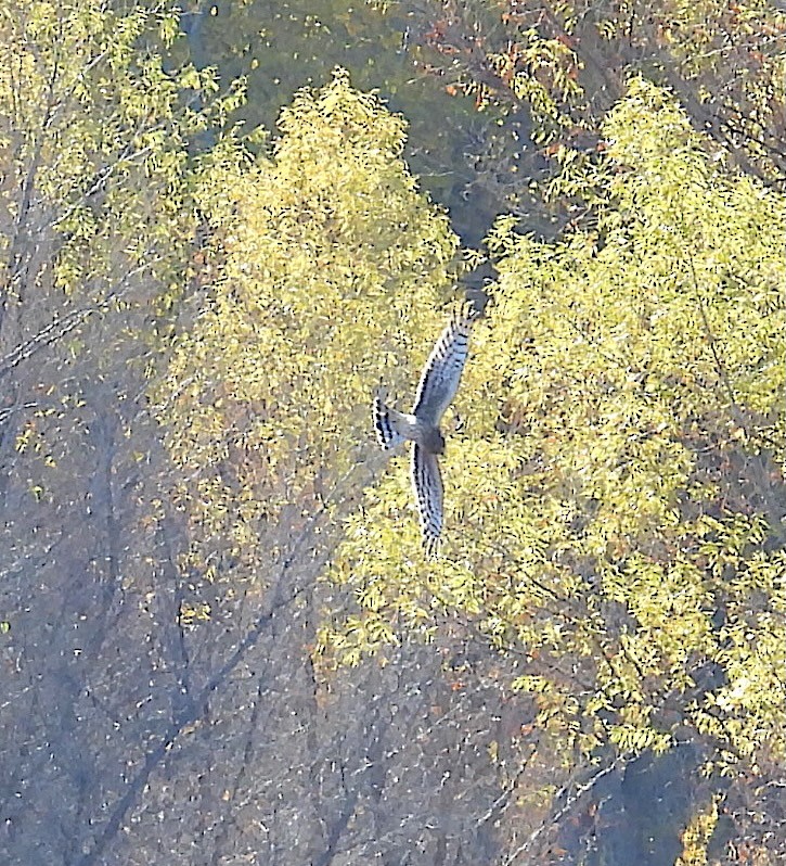Northern Harrier - ML646021416