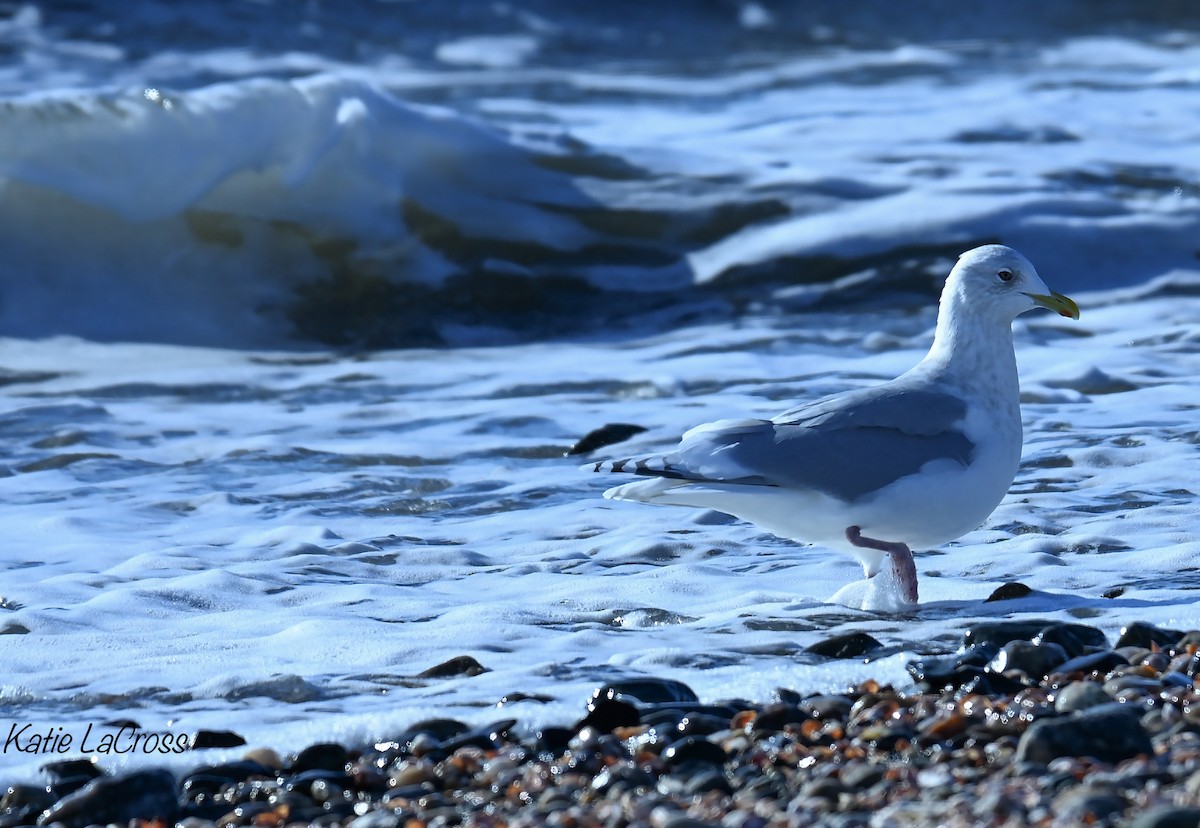 Kaio hegalzuria - ML646021420