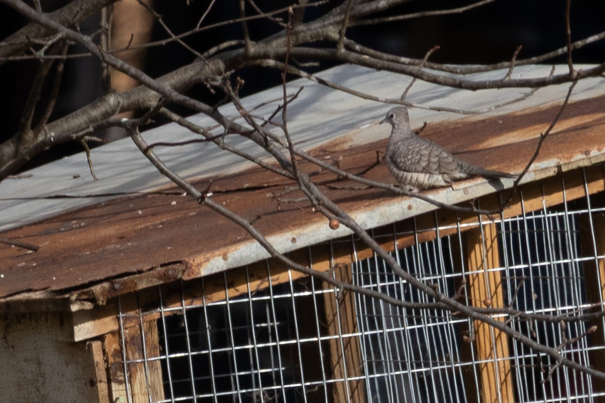 Inca Dove - ML646021426