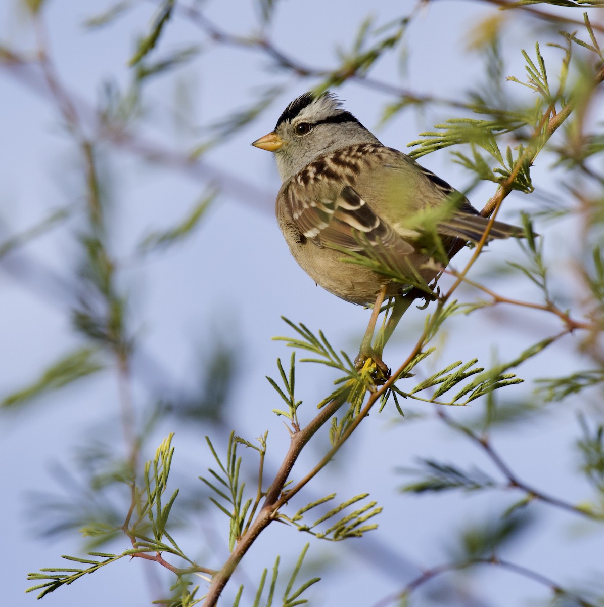 White-crowned Sparrow - ML646021427