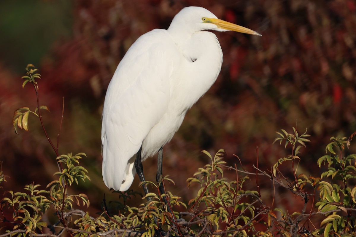 Garceta Grande - ML646021428