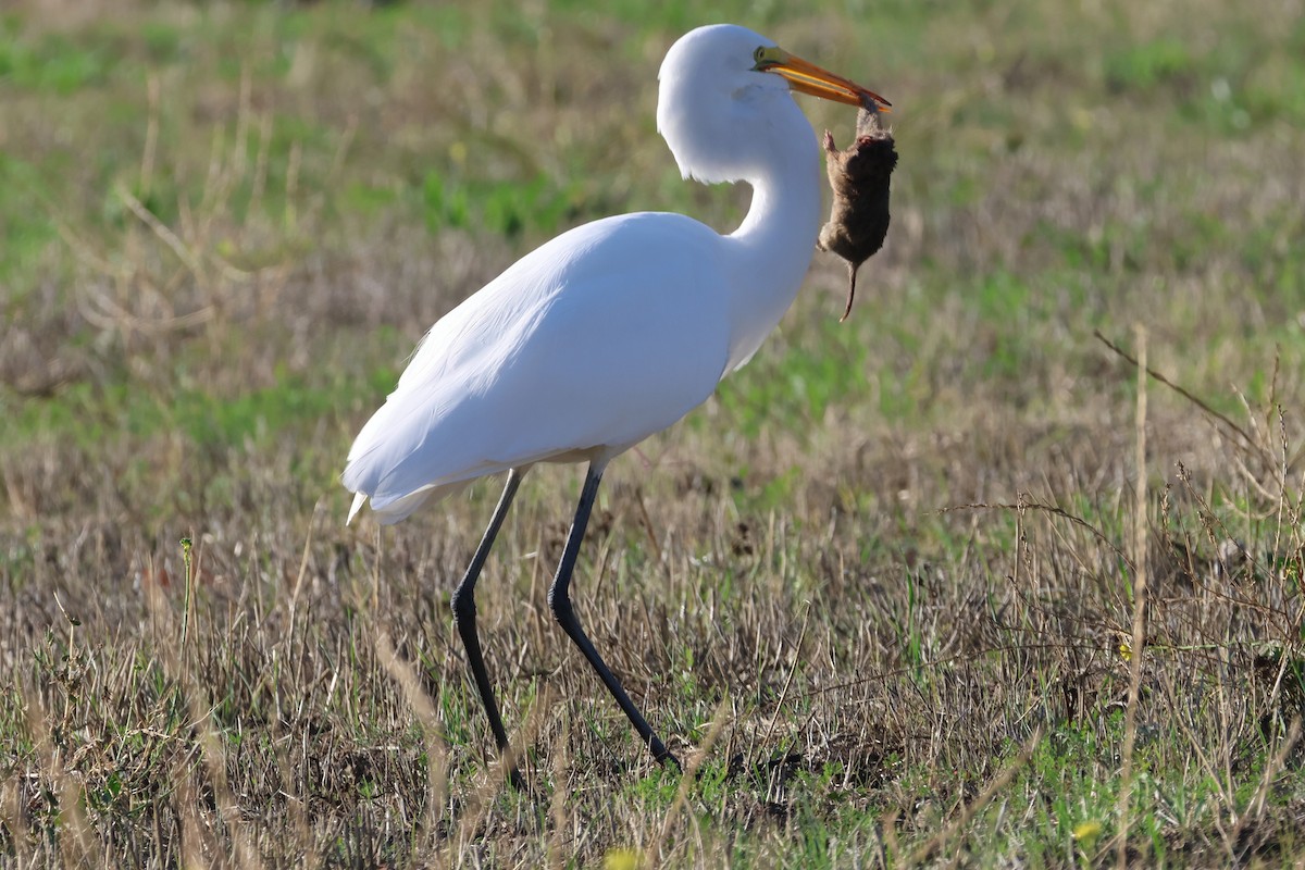 Garceta Grande - ML646021429