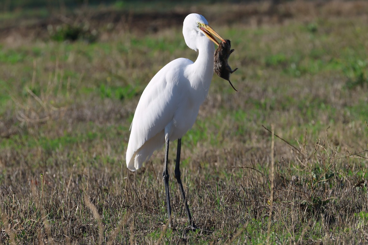 Garceta Grande - ML646021430