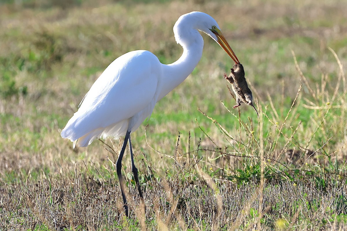 Garceta Grande - ML646021432