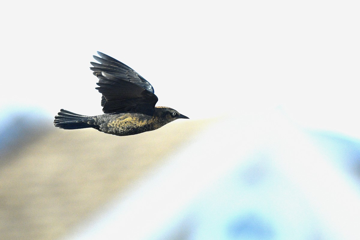 Rusty Blackbird - ML646021434