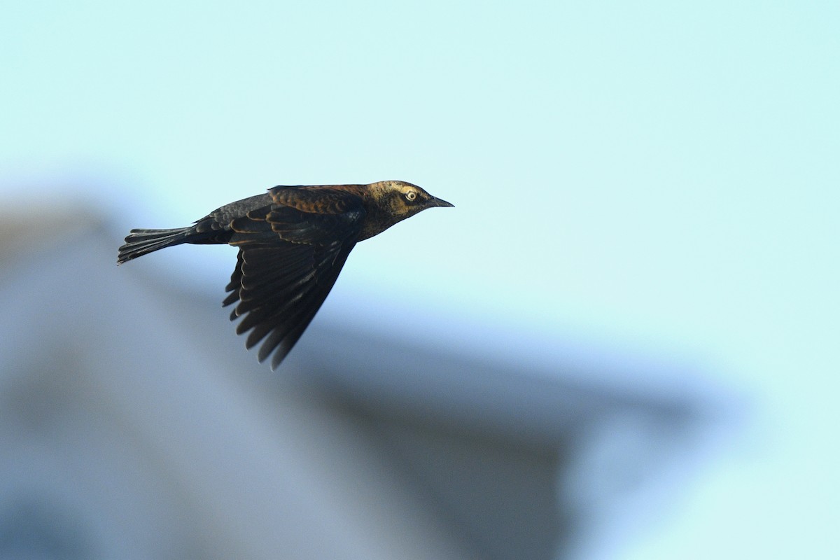 Rusty Blackbird - ML646021435
