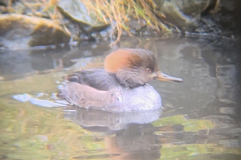 Hooded Merganser - ML646021443